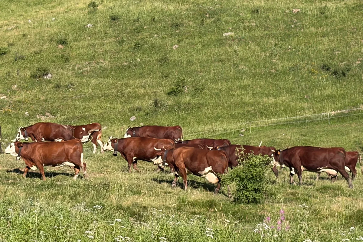 Abondance
