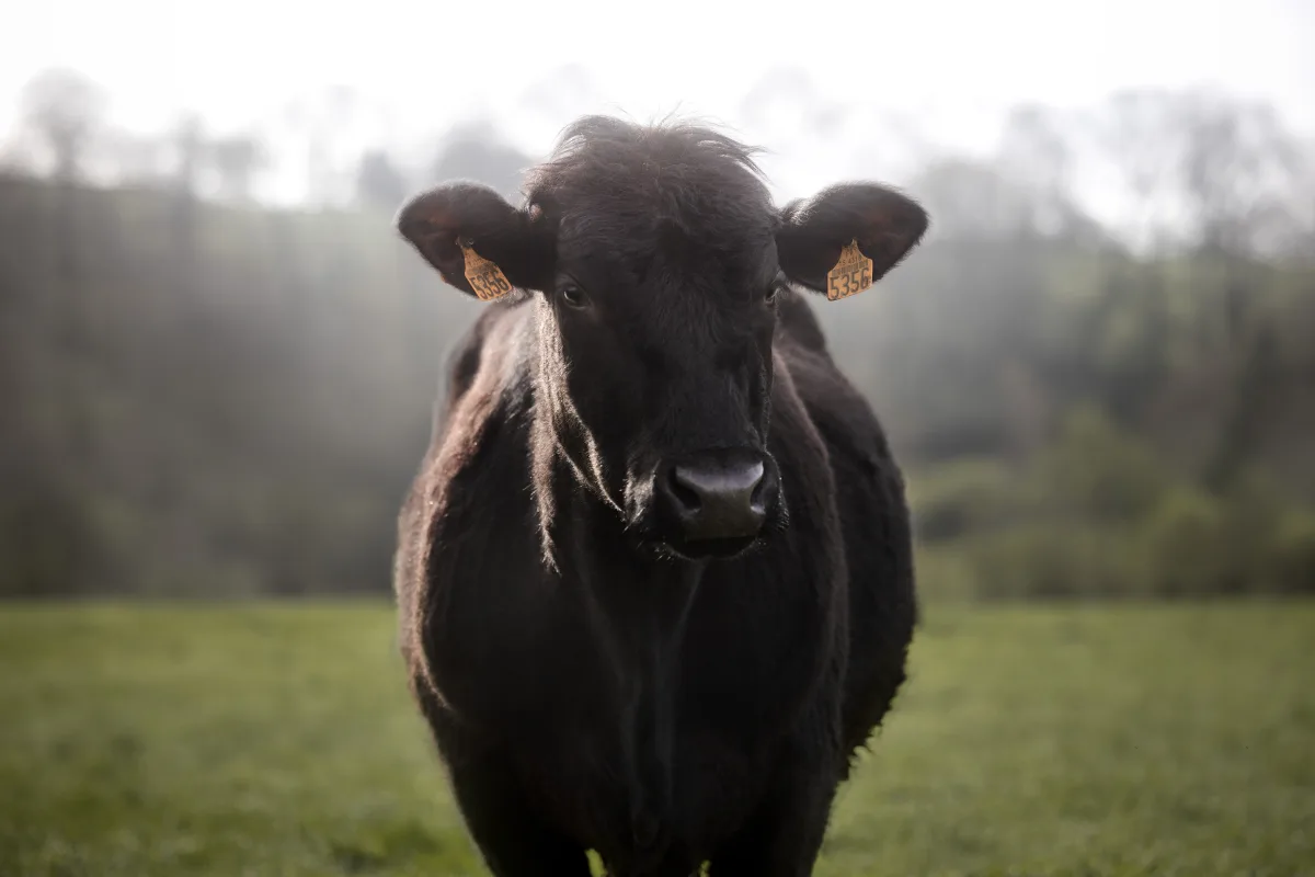 Angus