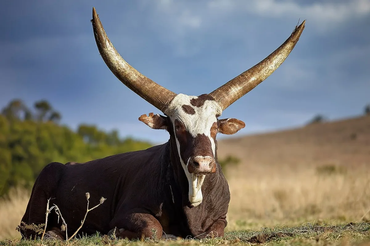 Ankole