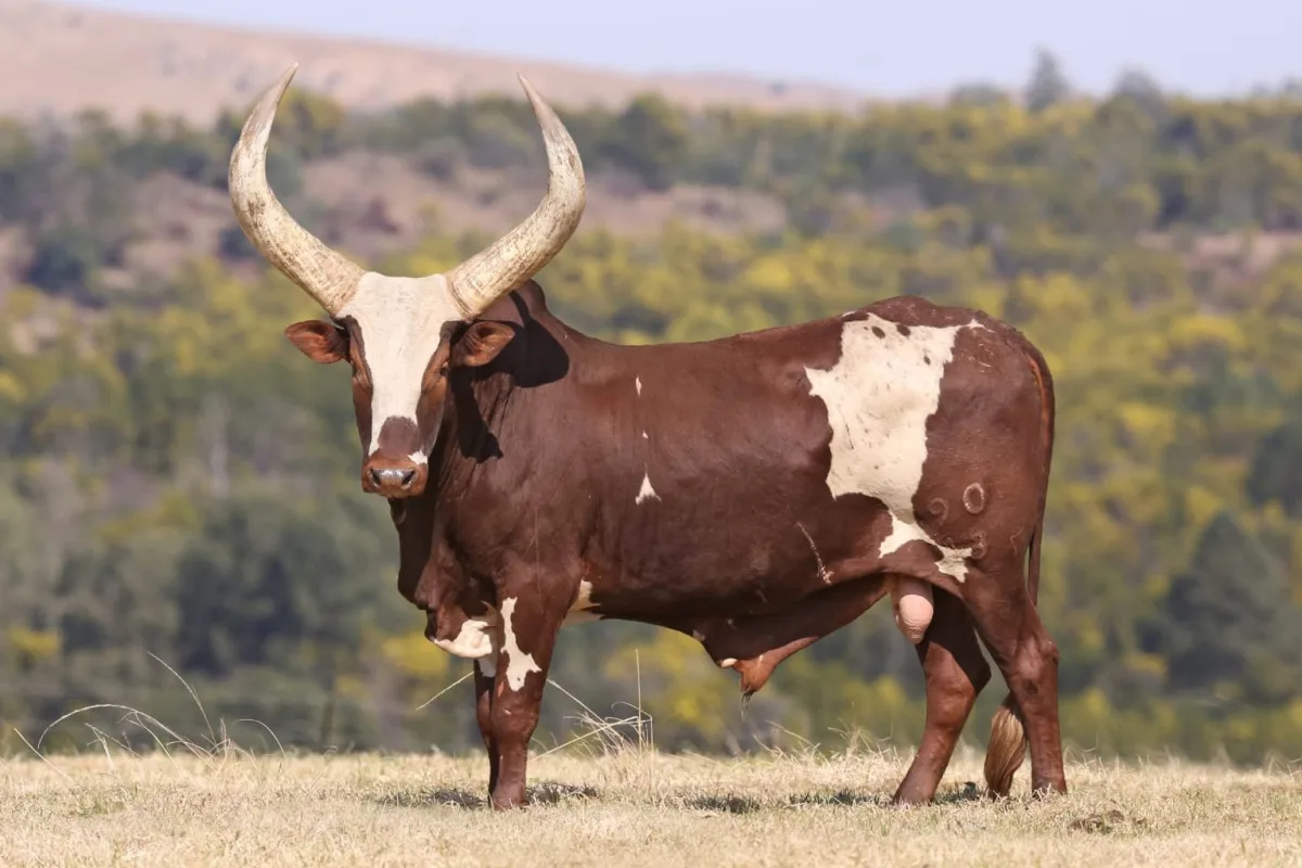 Ankole