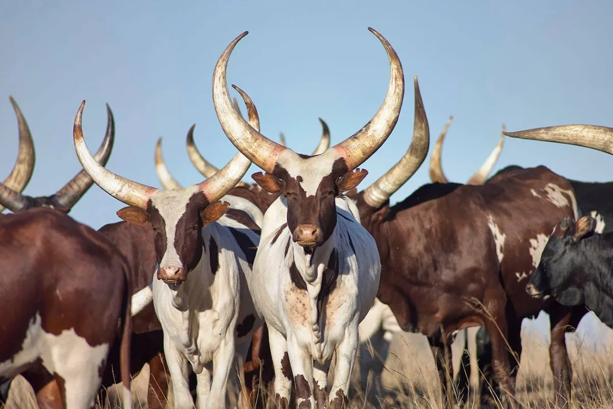 Ankole