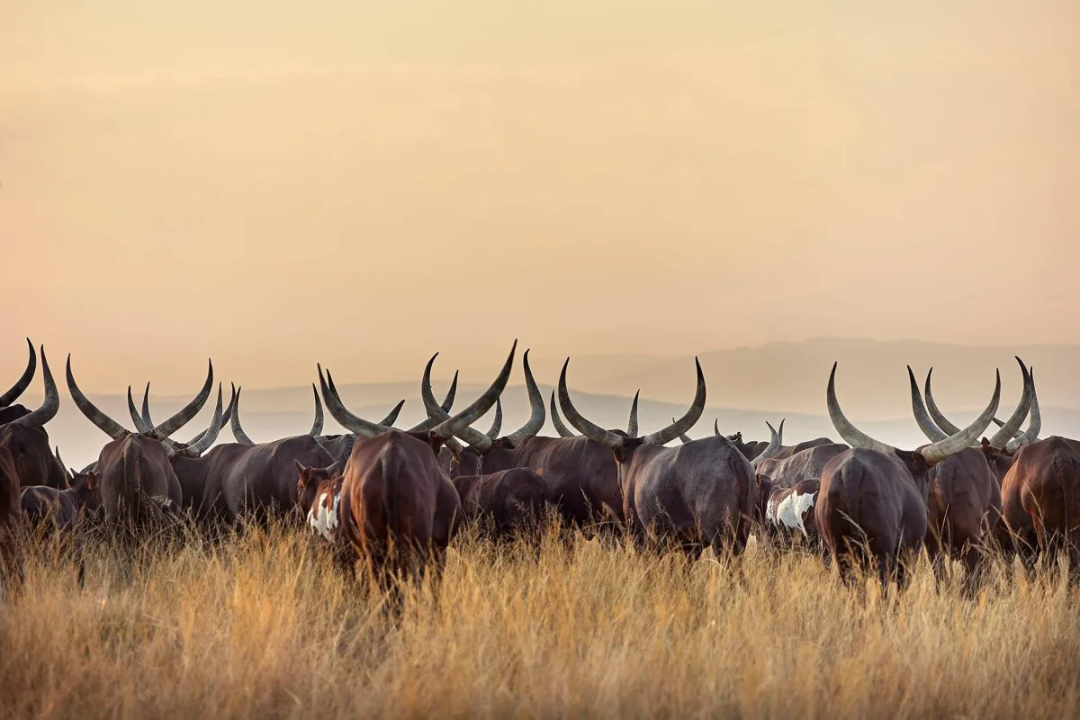 Ankole