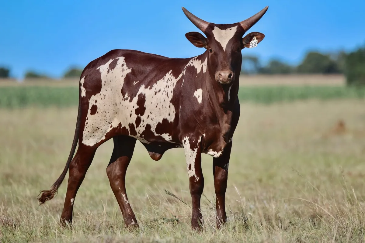 Ankole