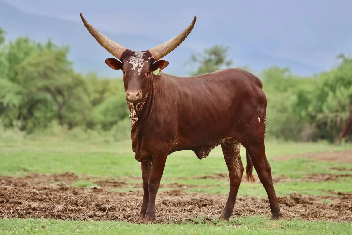Ankole