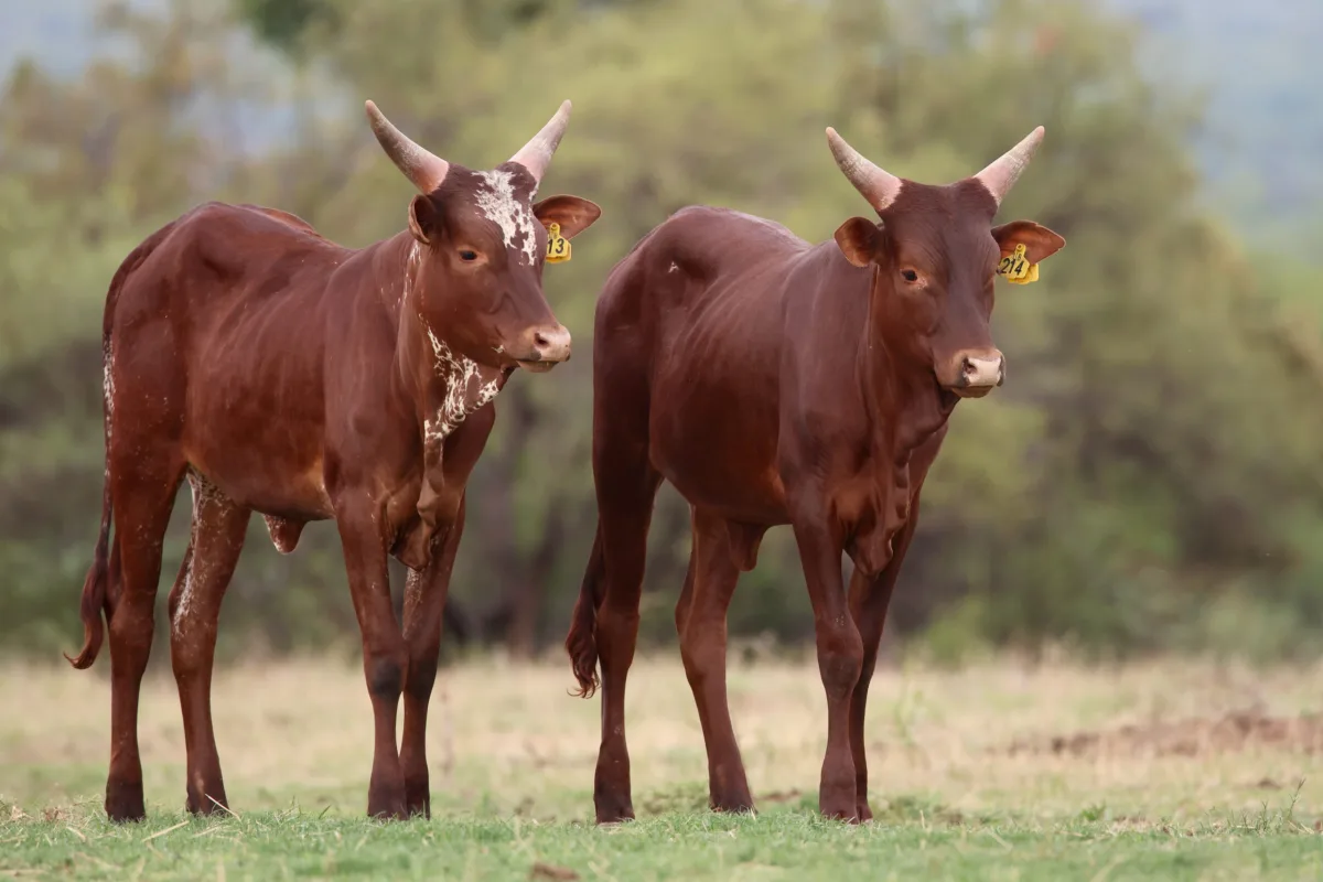 Ankole