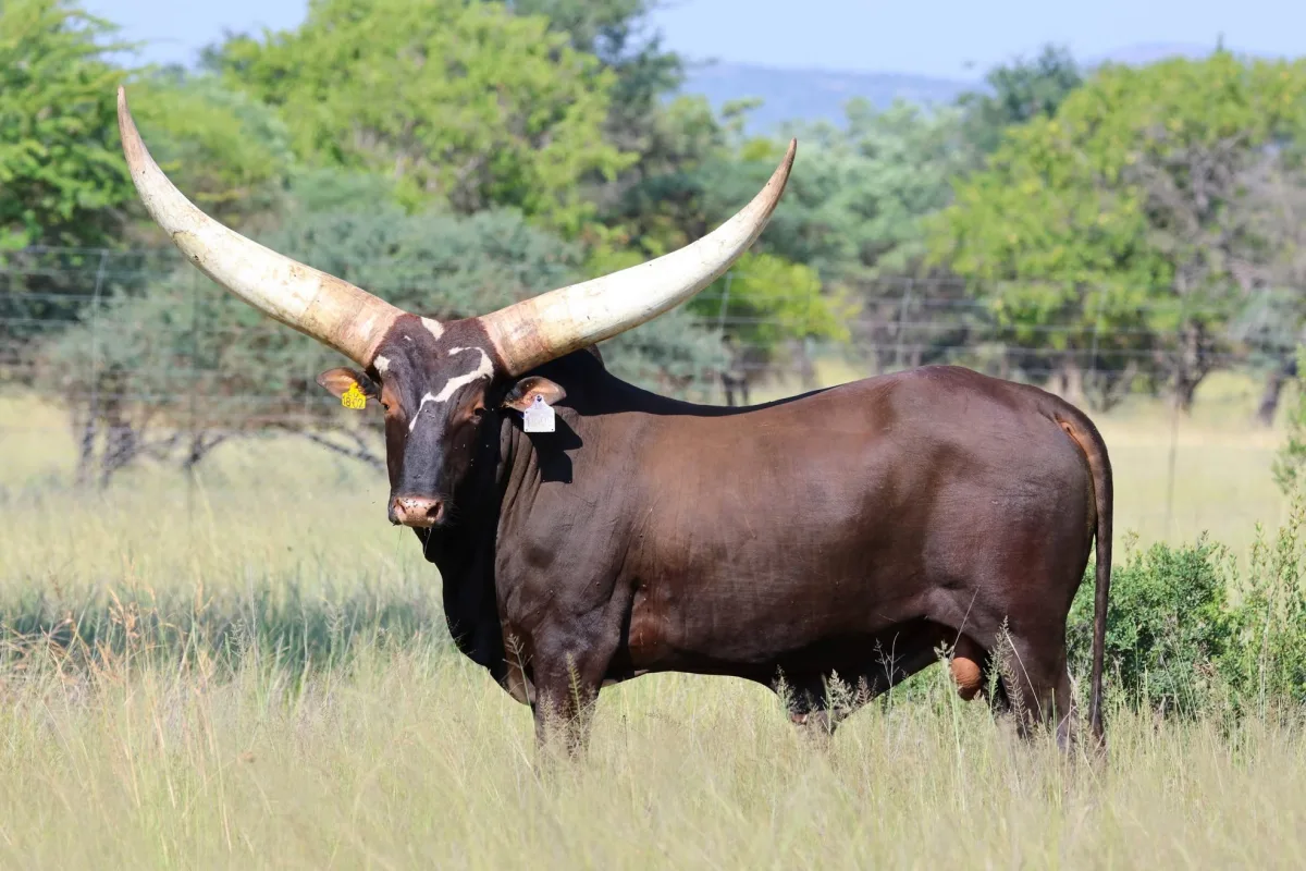 Ankole