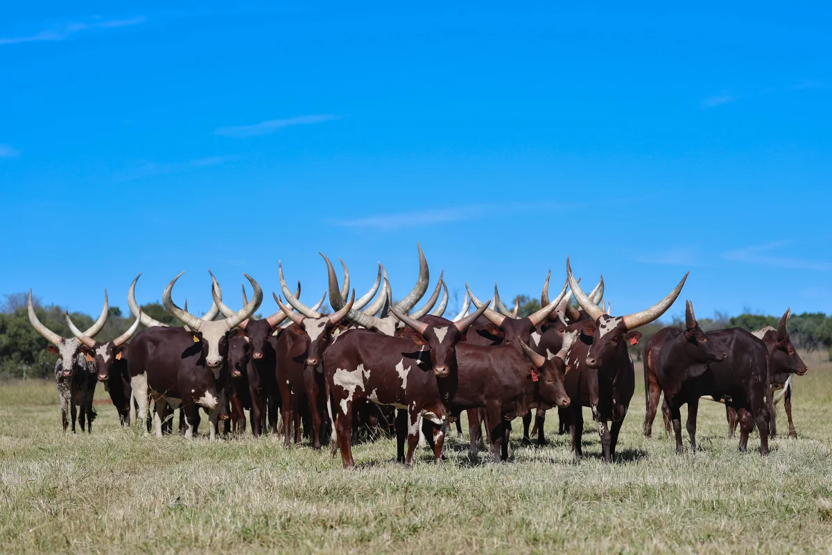 Ankole