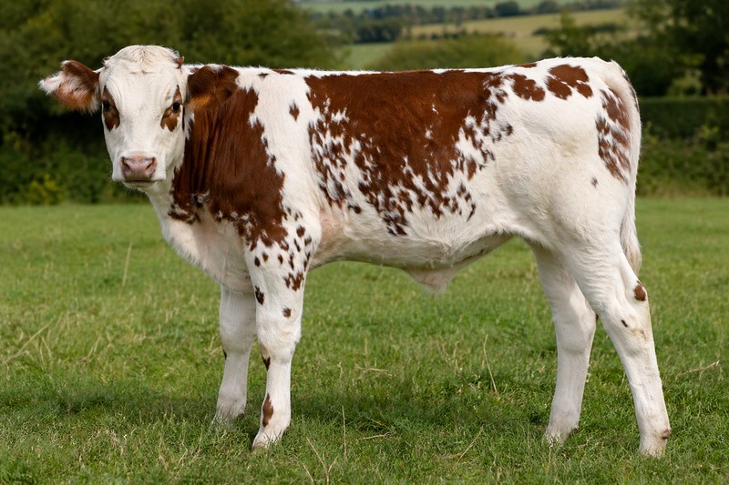 Photo Armoricaine