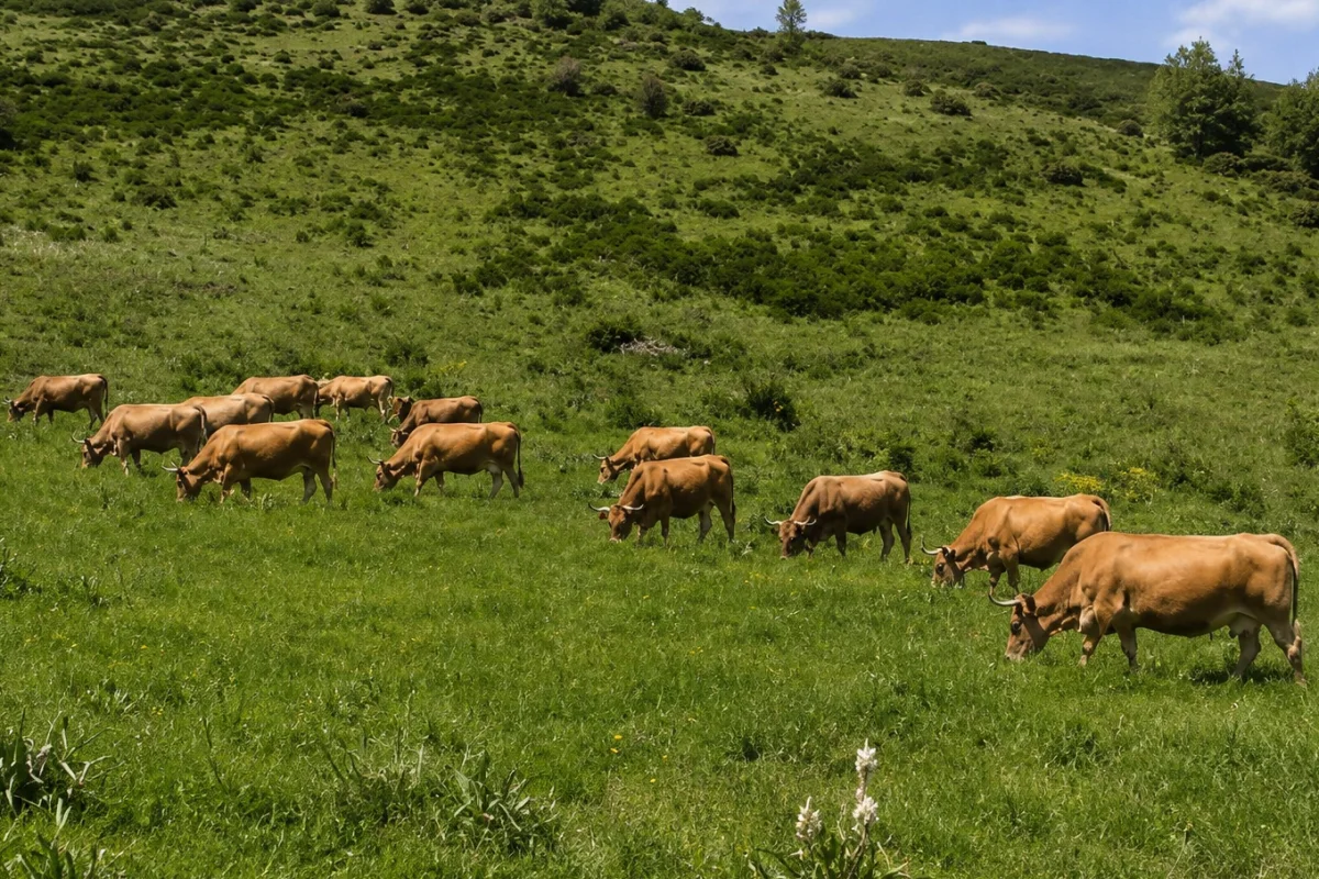 Asturiana de los Valles