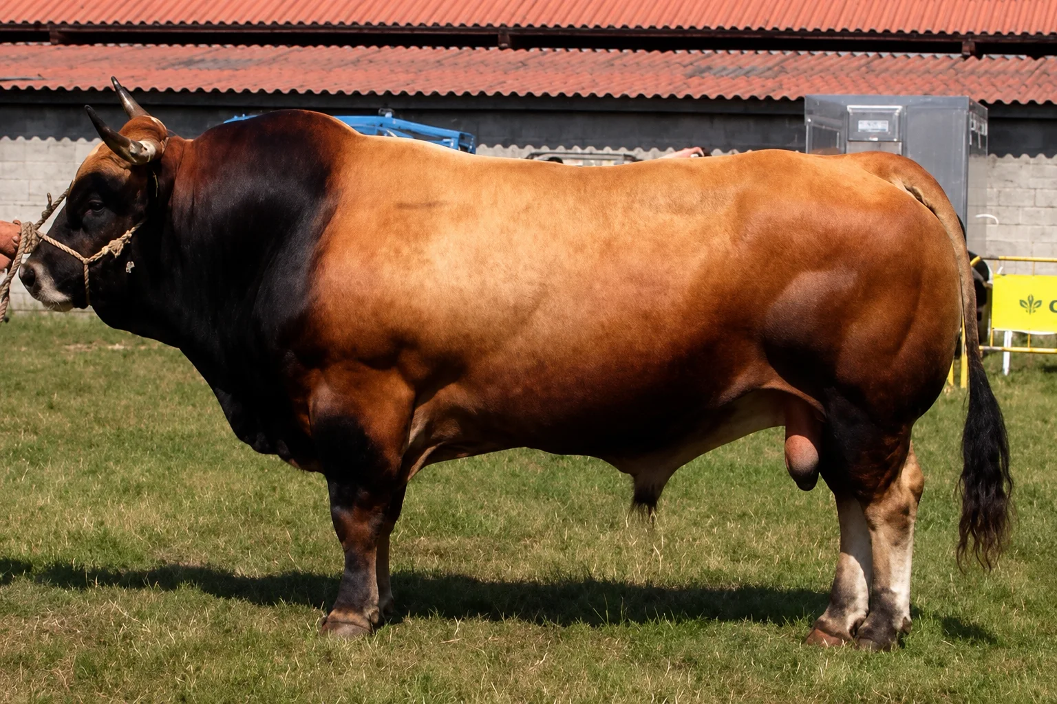 Asturiana de los Valles