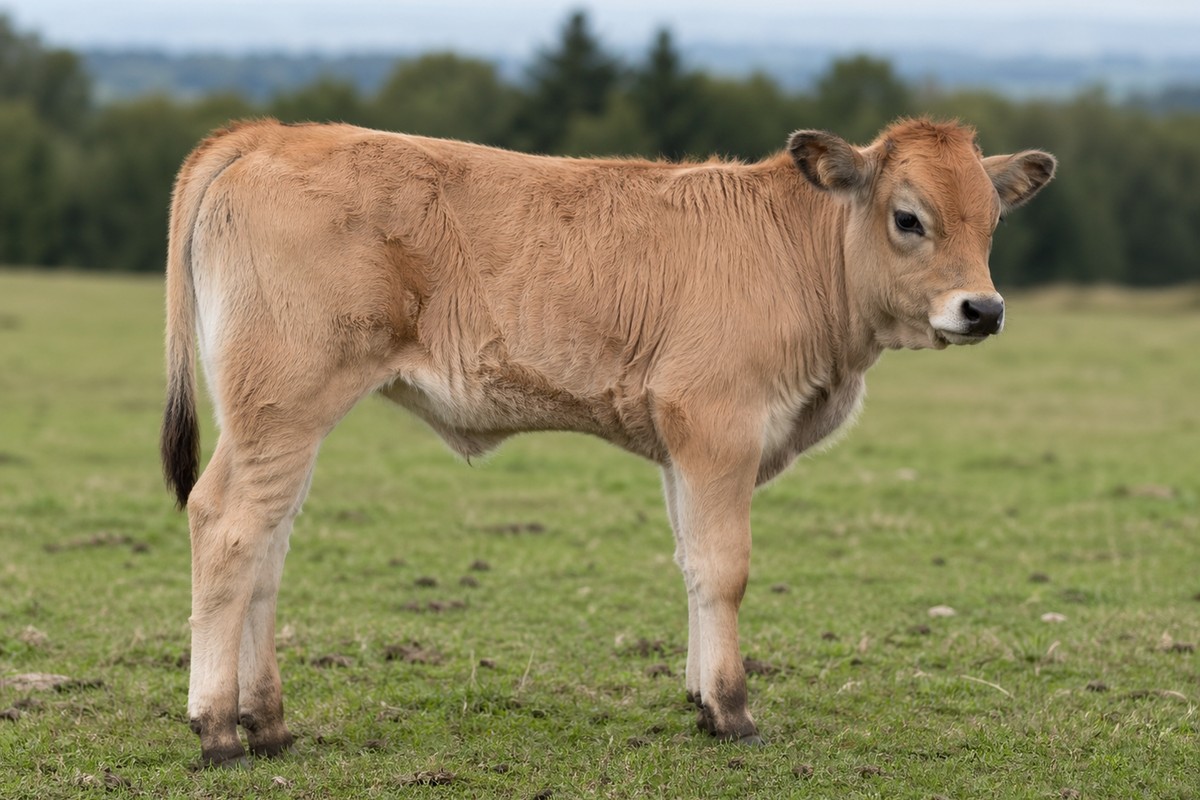 Photo Aubrac