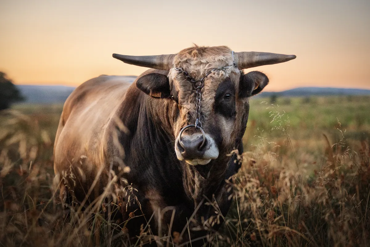 Aubrac