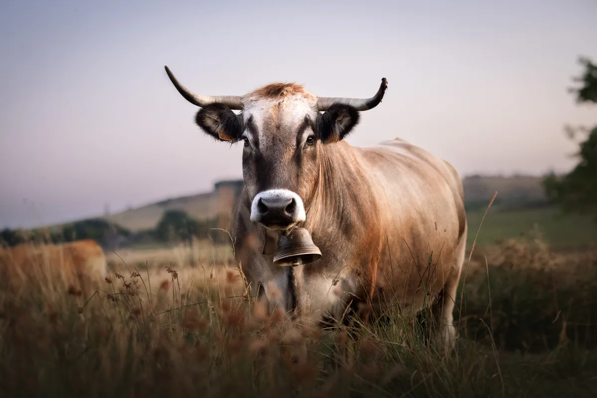Aubrac