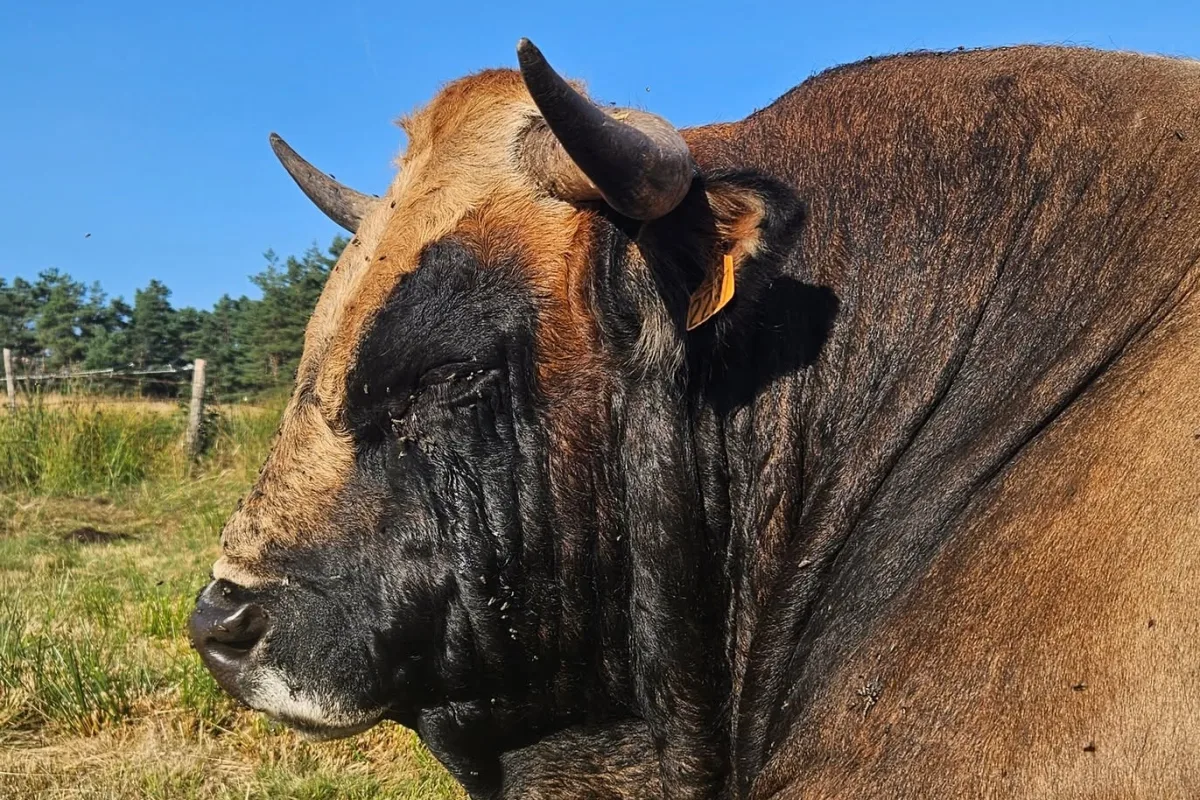 Aubrac