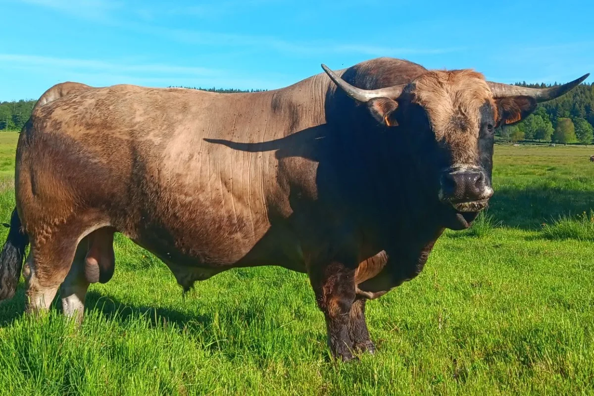 Aubrac