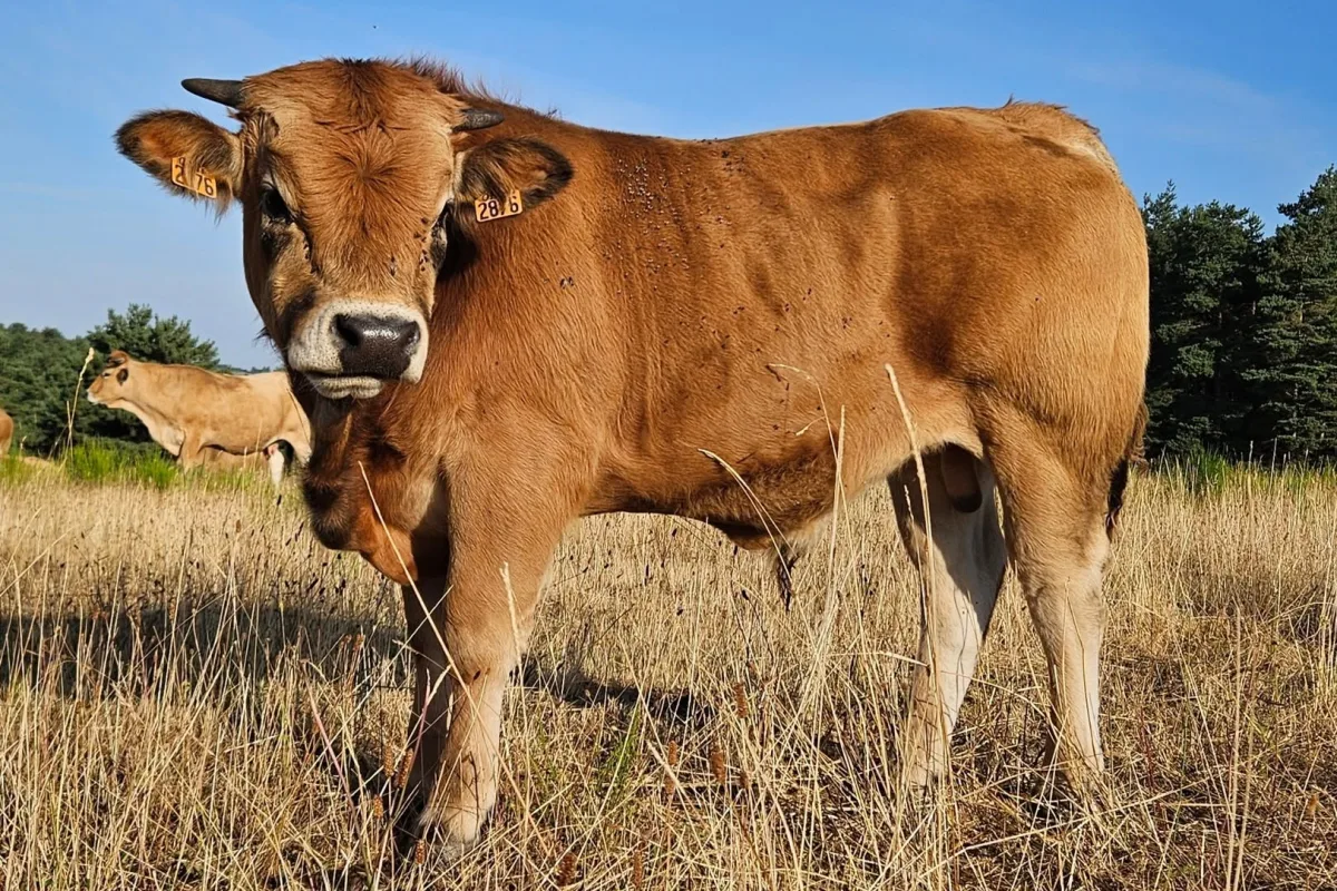 Aubrac