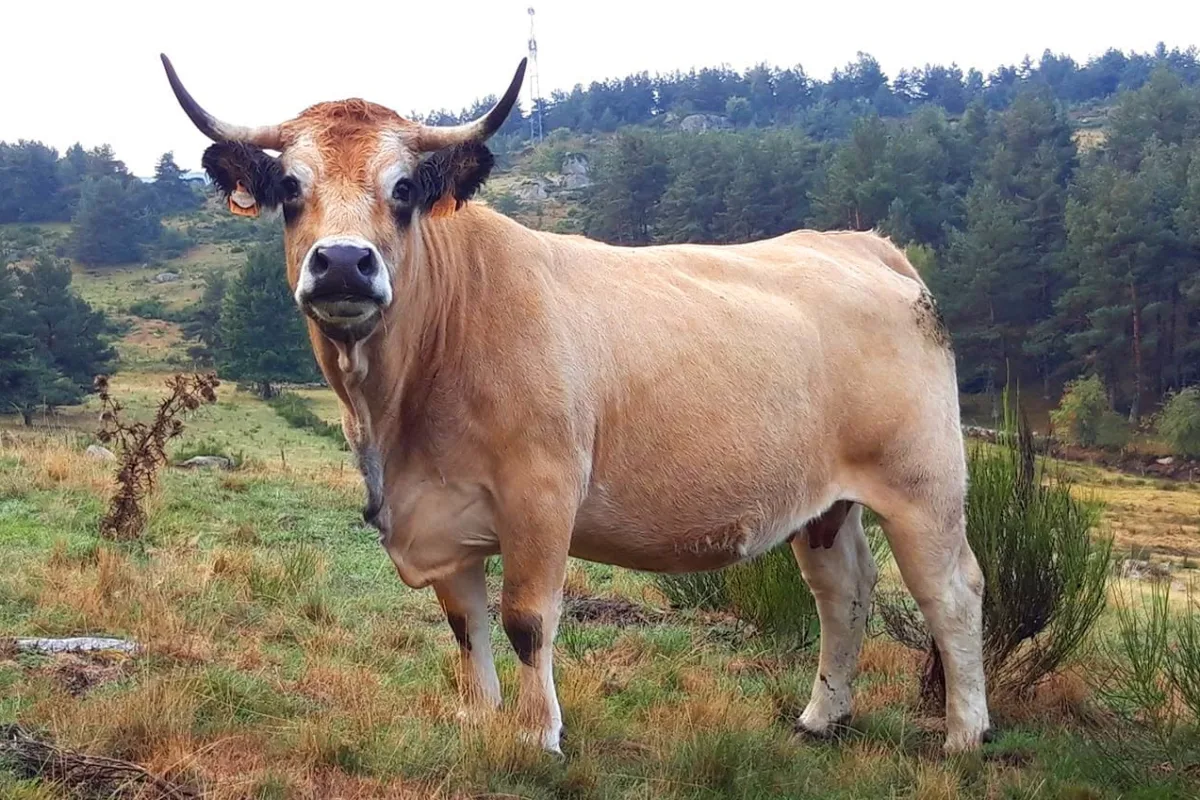 Aubrac