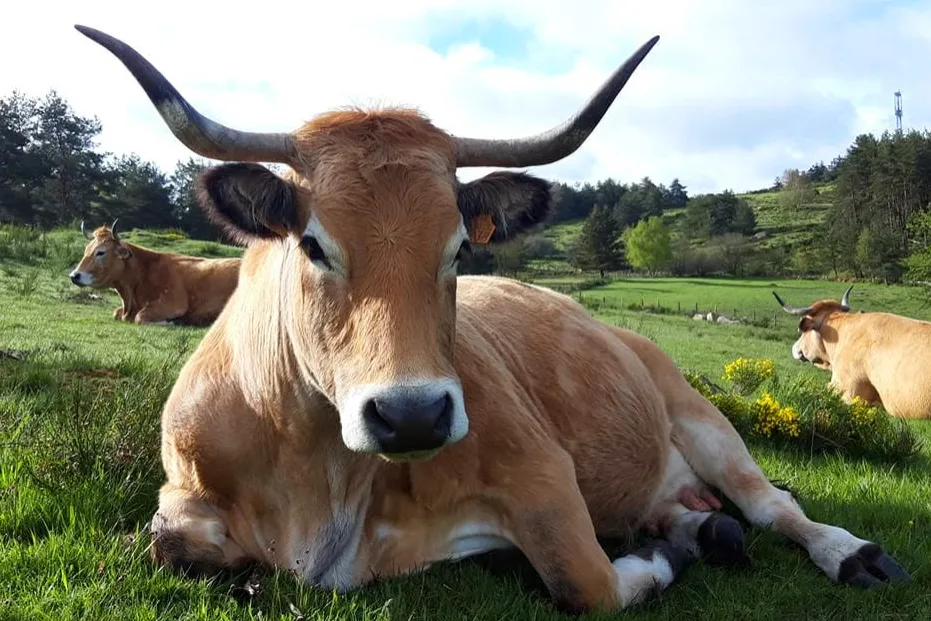 Aubrac