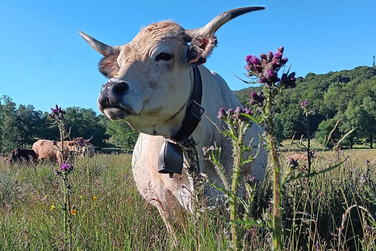 Aubrac