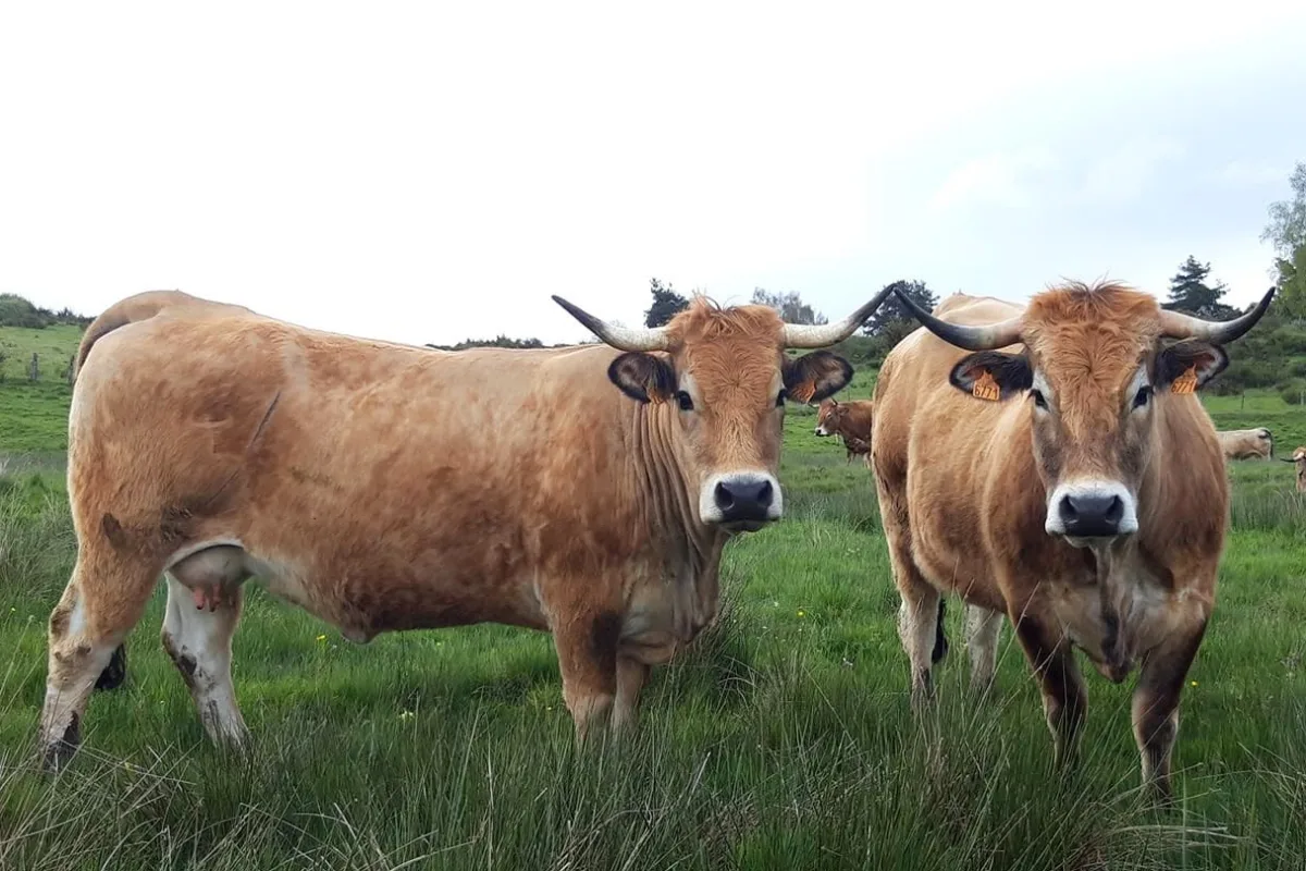 Aubrac