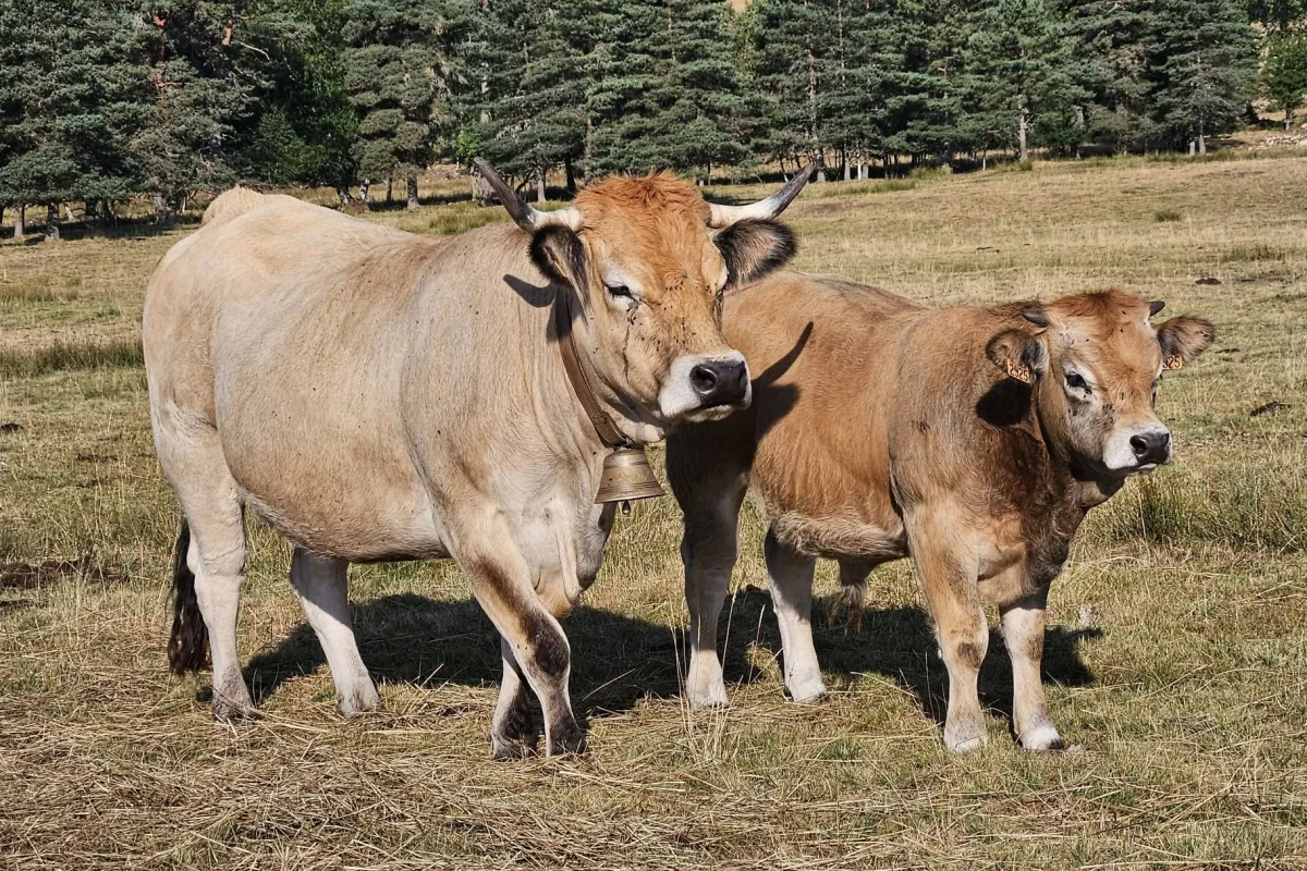 Aubrac