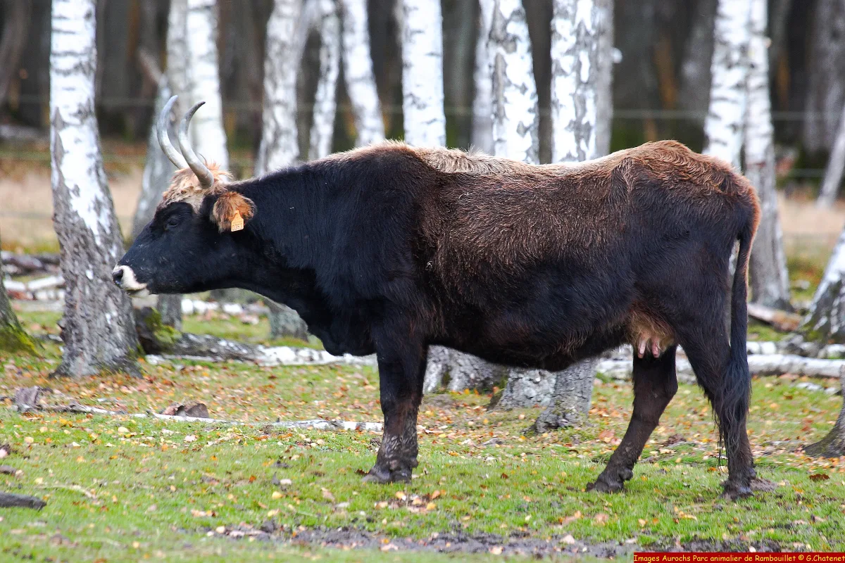 Aurochs-reconstitué
