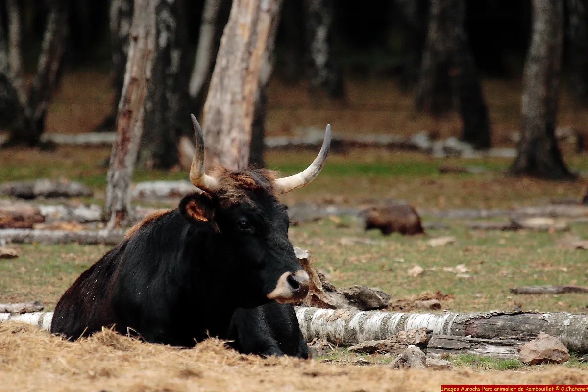 Aurochs-reconstitué