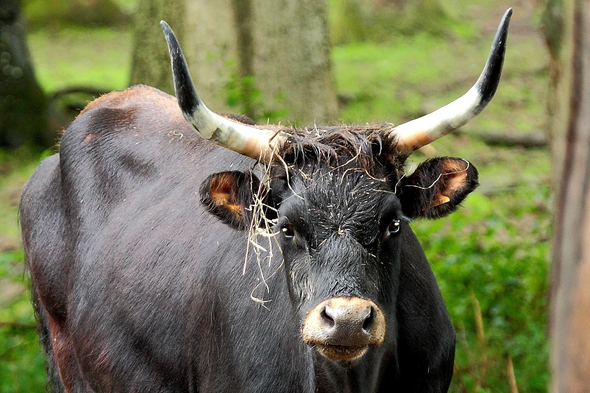 Aurochs-reconstitué