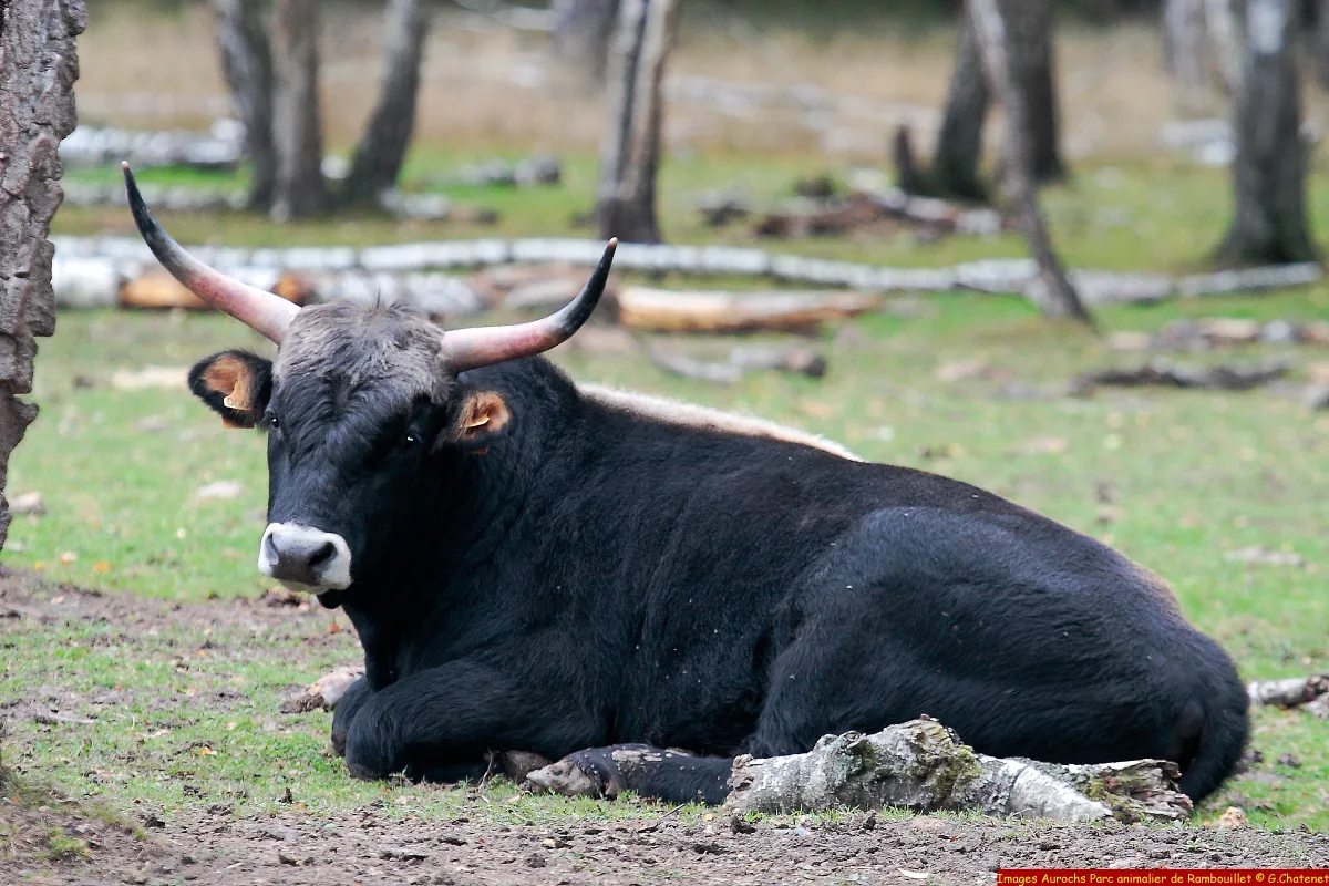Aurochs-reconstitué