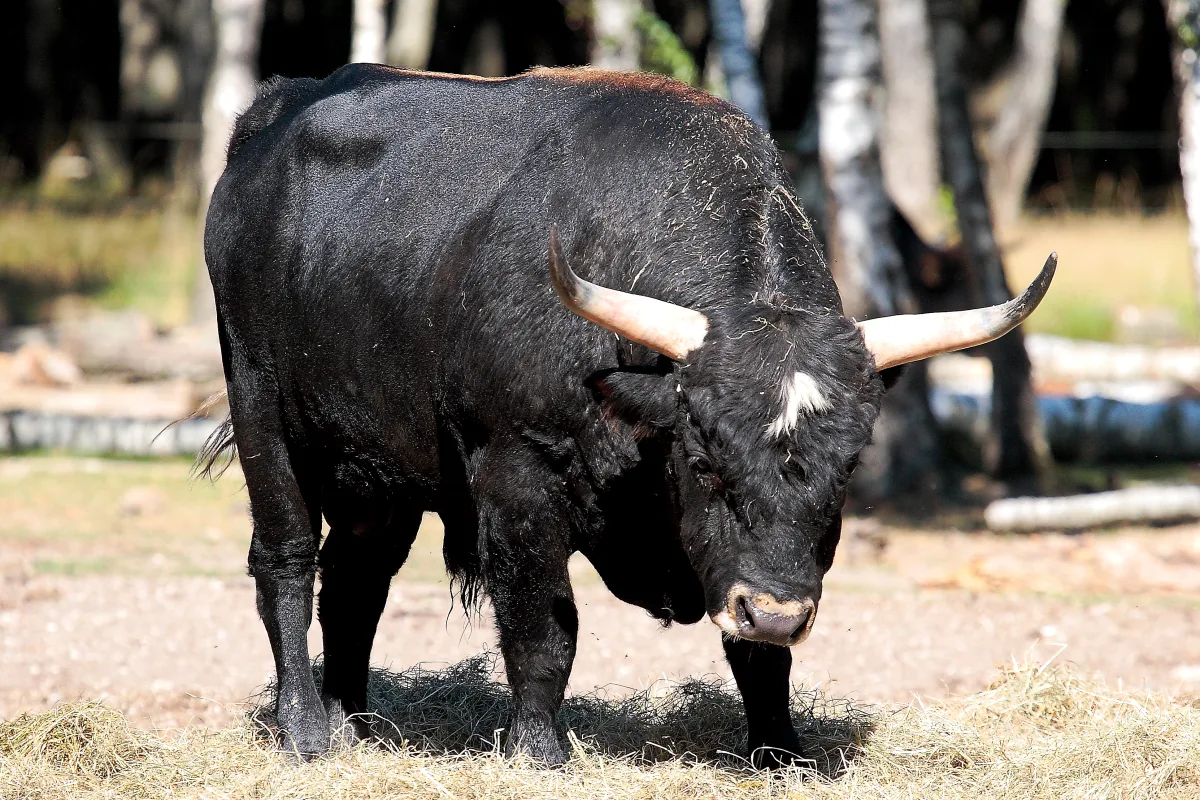 Aurochs-reconstitué