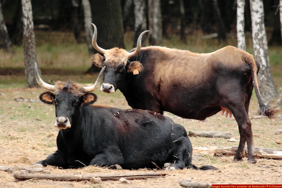 Aurochs-reconstitué