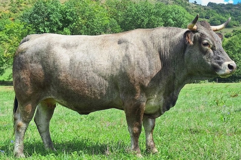Bazadaise