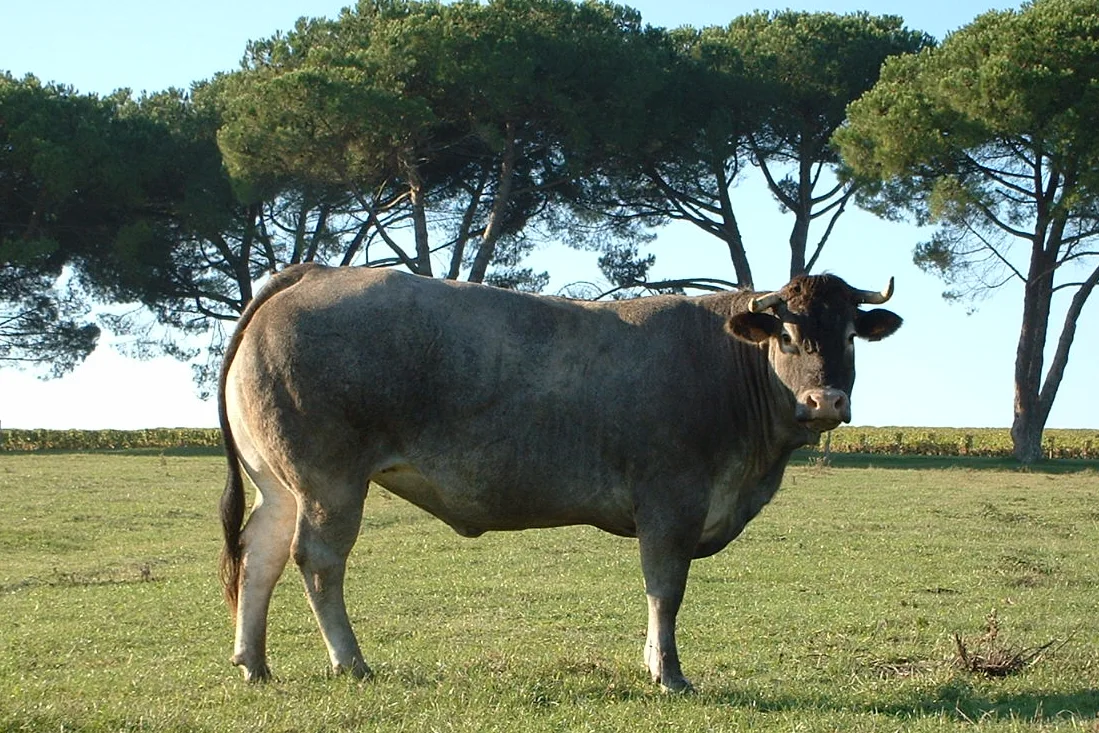 Bazadaise