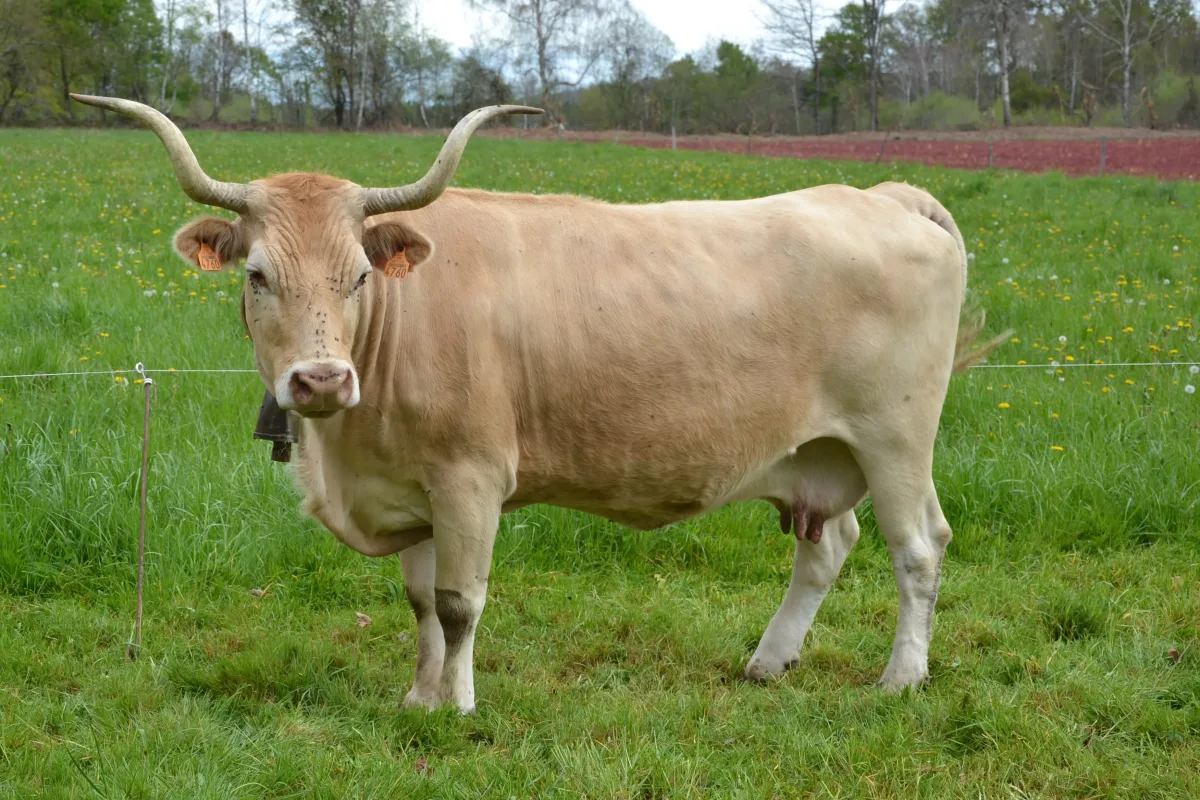 Béarnaise