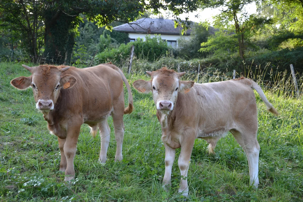 Photo Béarnaise