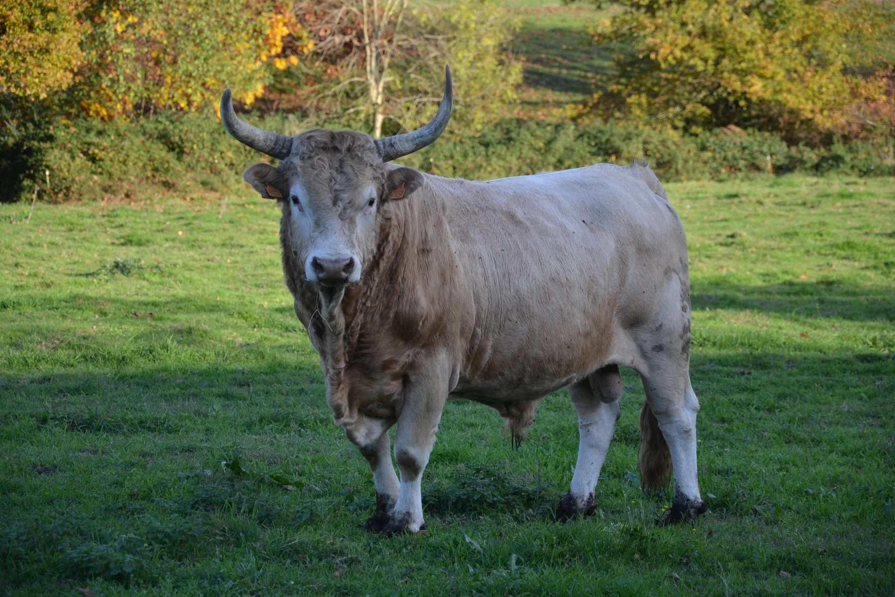 Béarnaise