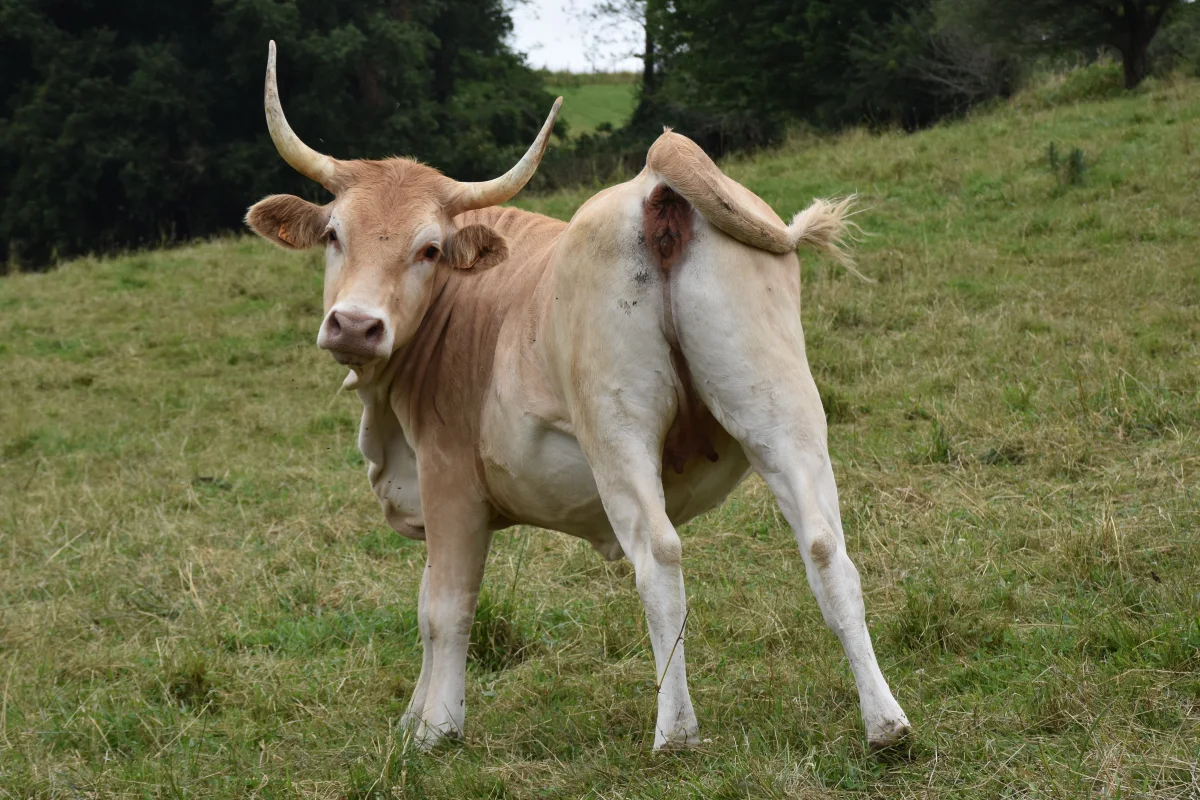 Béarnaise