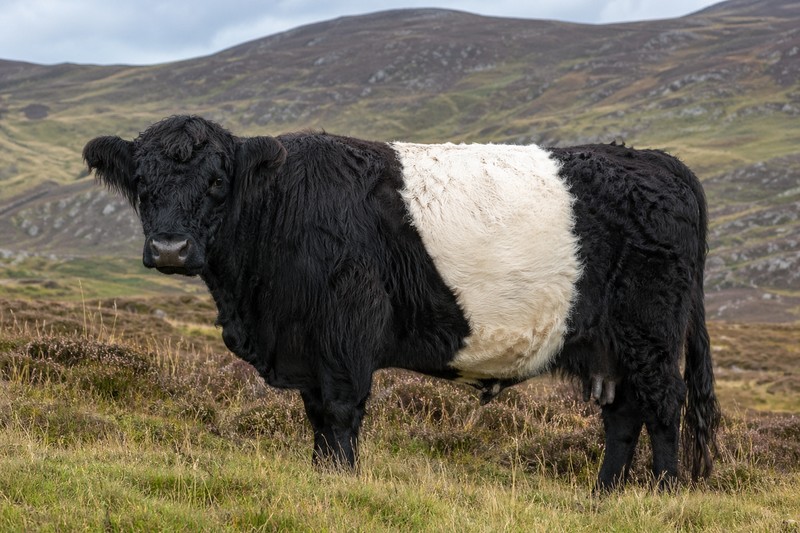 Belted Galloway