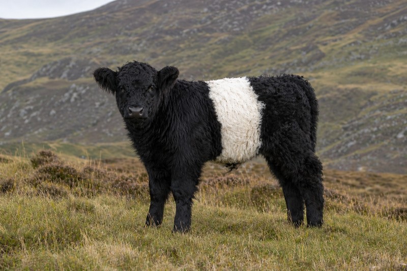 Photo Belted Galloway
