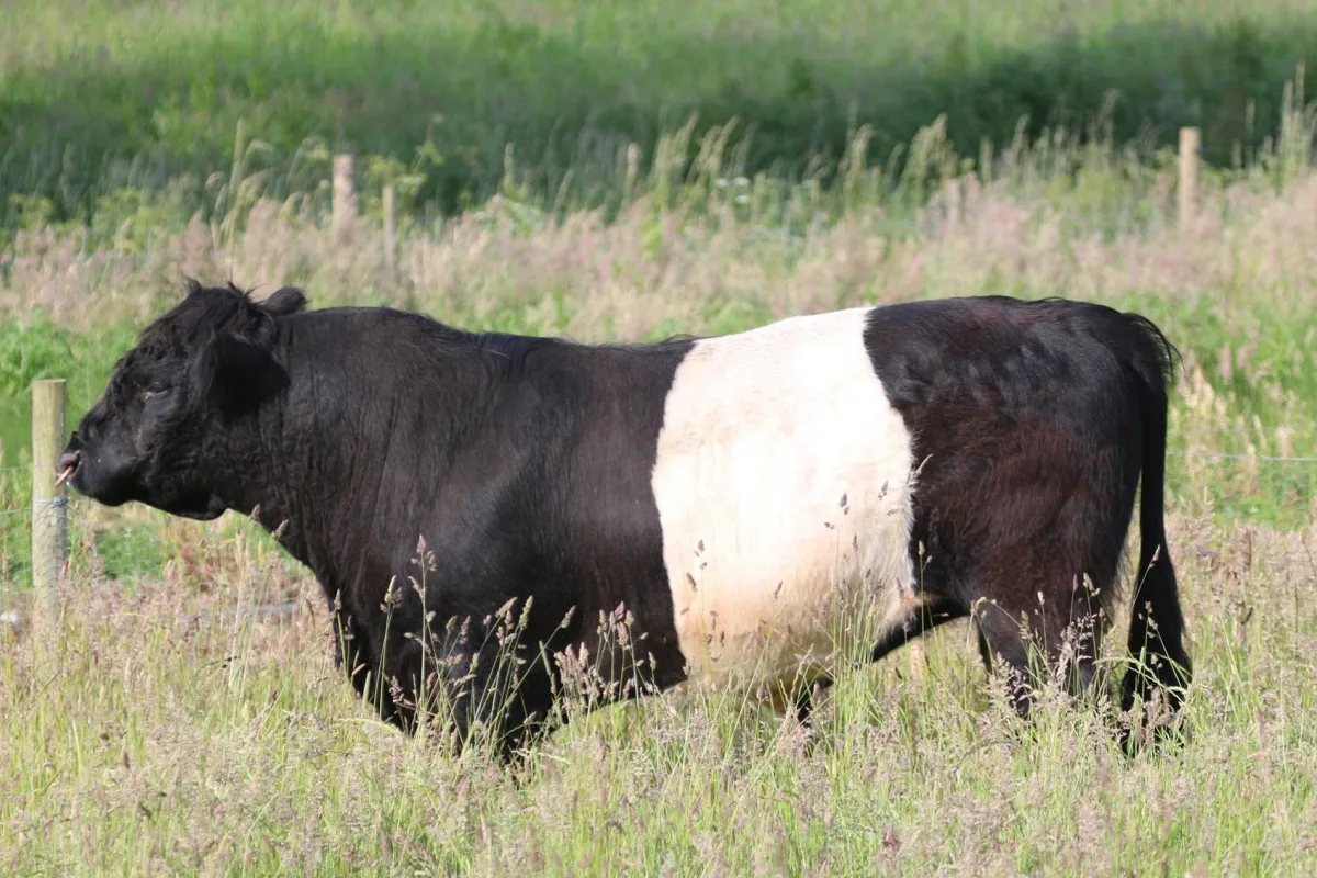 Belted Galloway