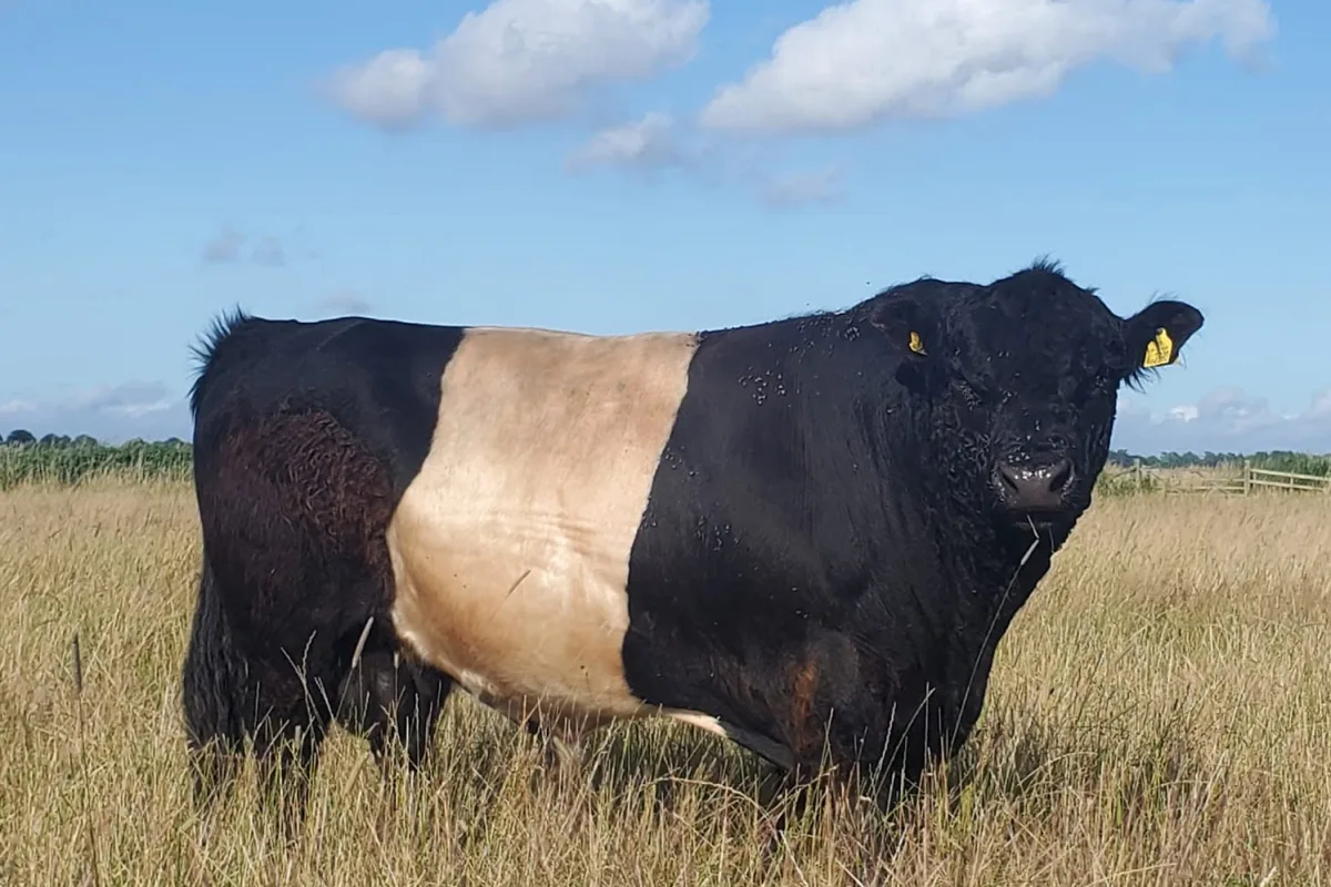 Belted Galloway