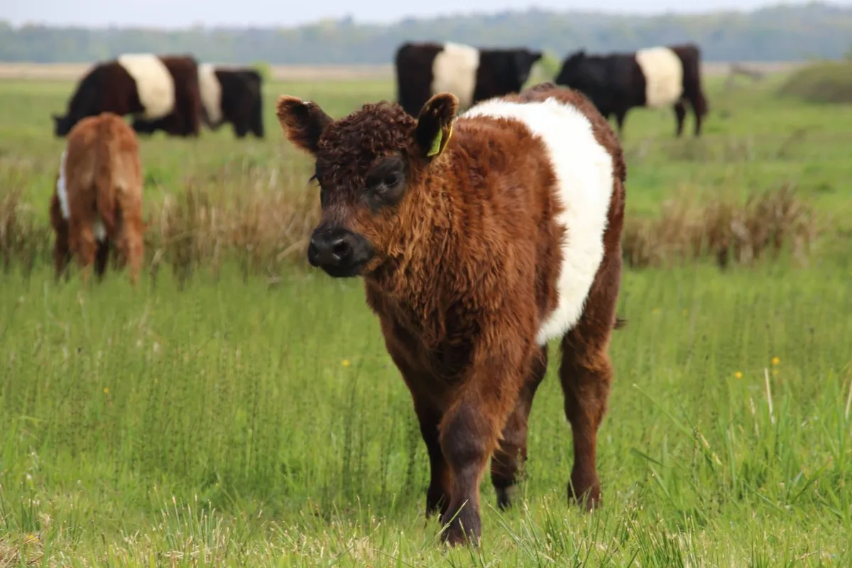 Belted Galloway