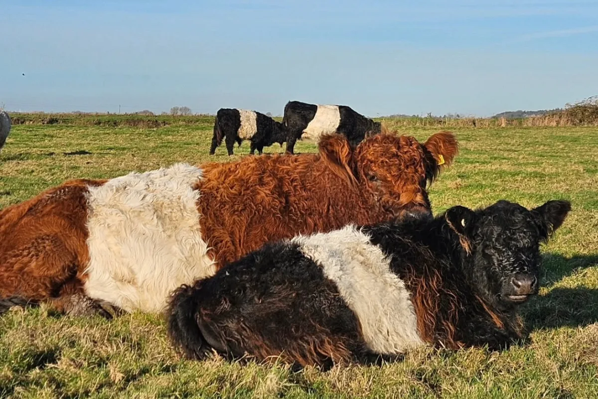 Belted Galloway