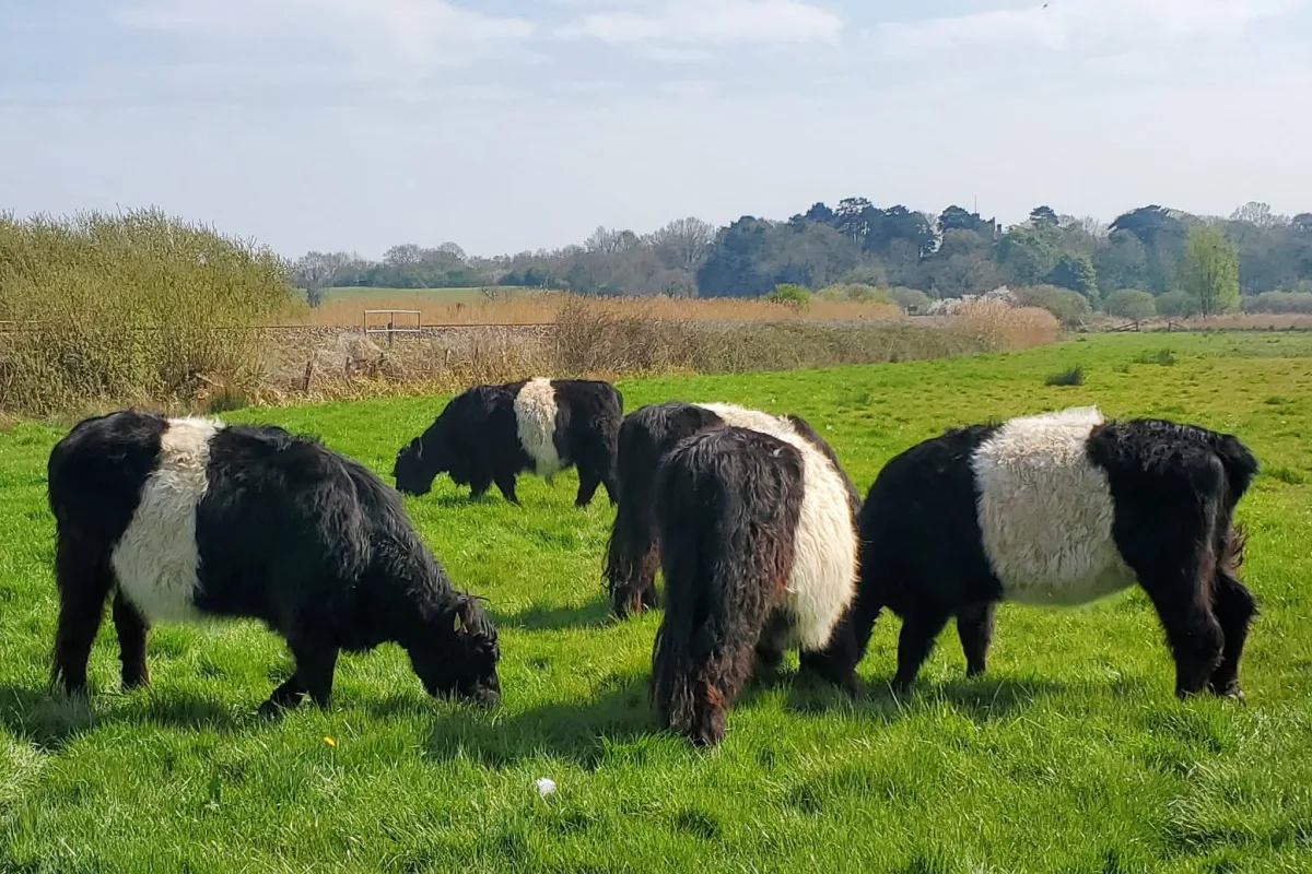 Belted Galloway