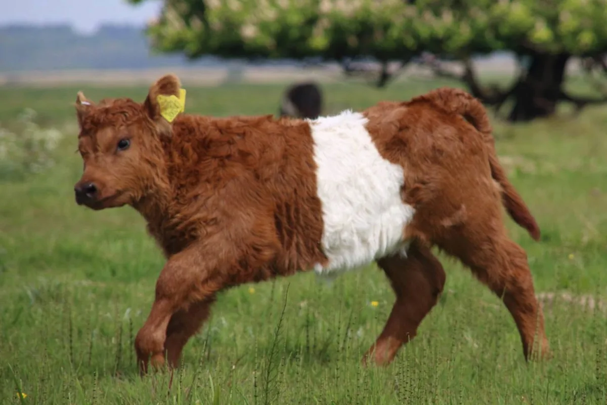 Belted Galloway