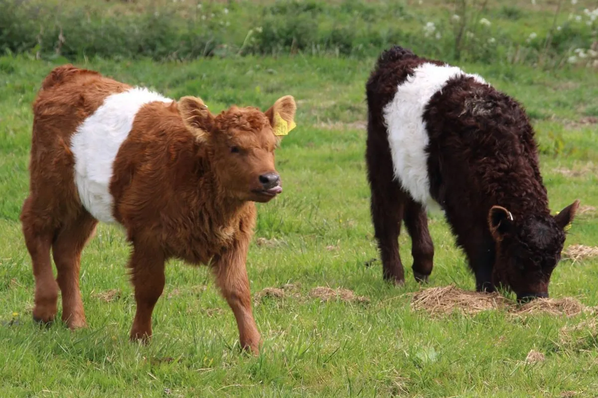 Belted Galloway