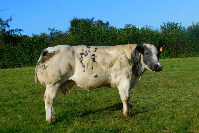 Blanc Bleu Belge