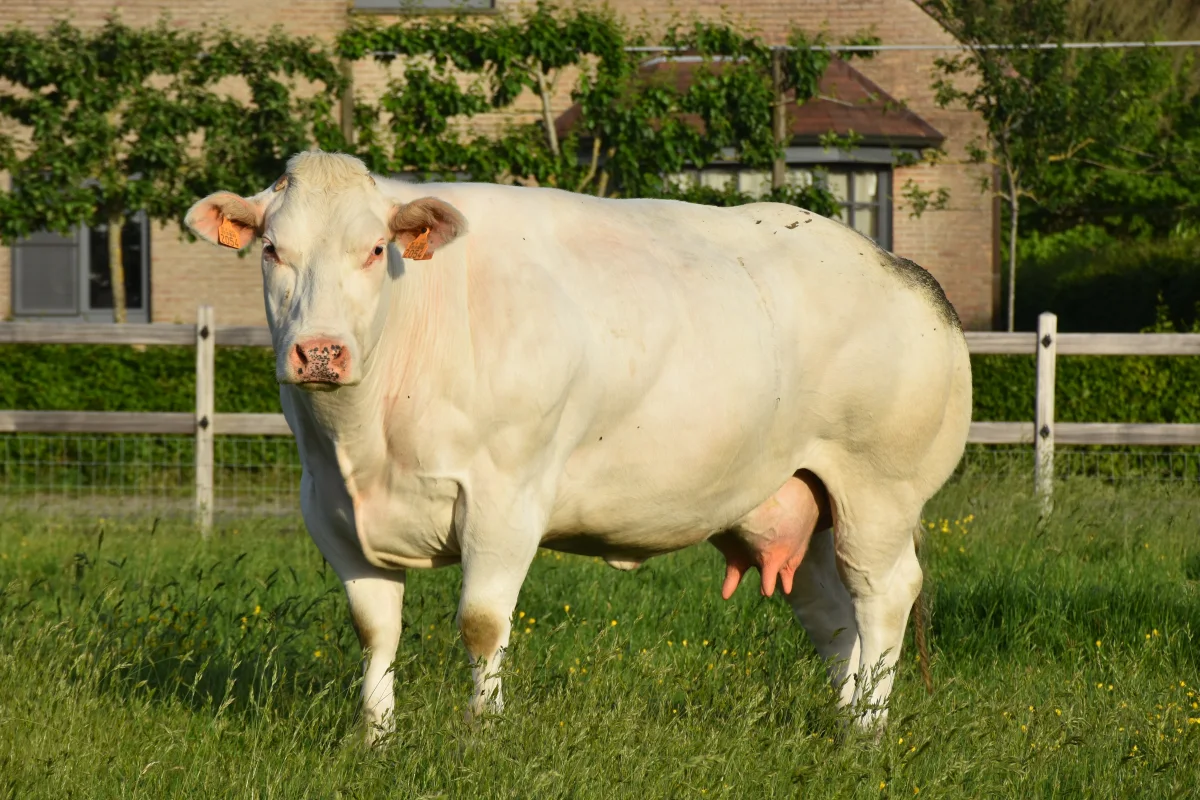 Blanc Bleu Belge