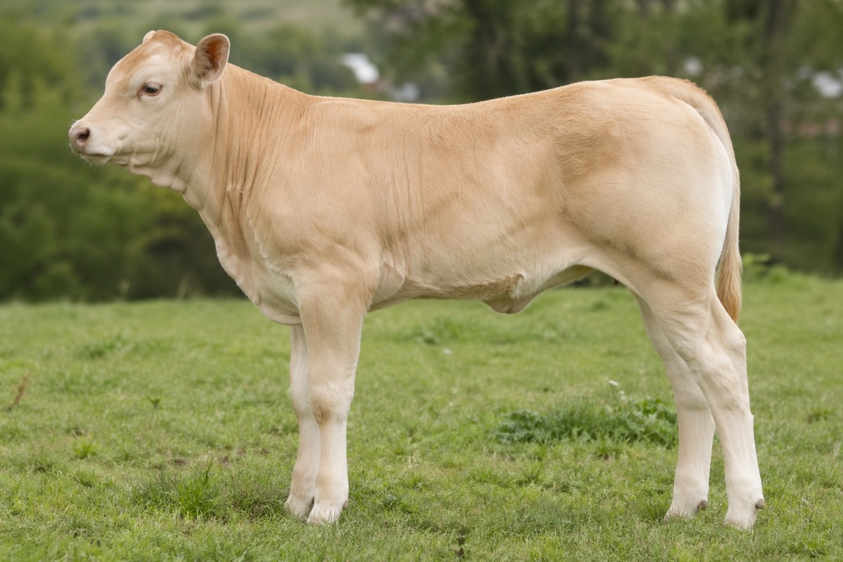 Photo Blonde d'Aquitaine