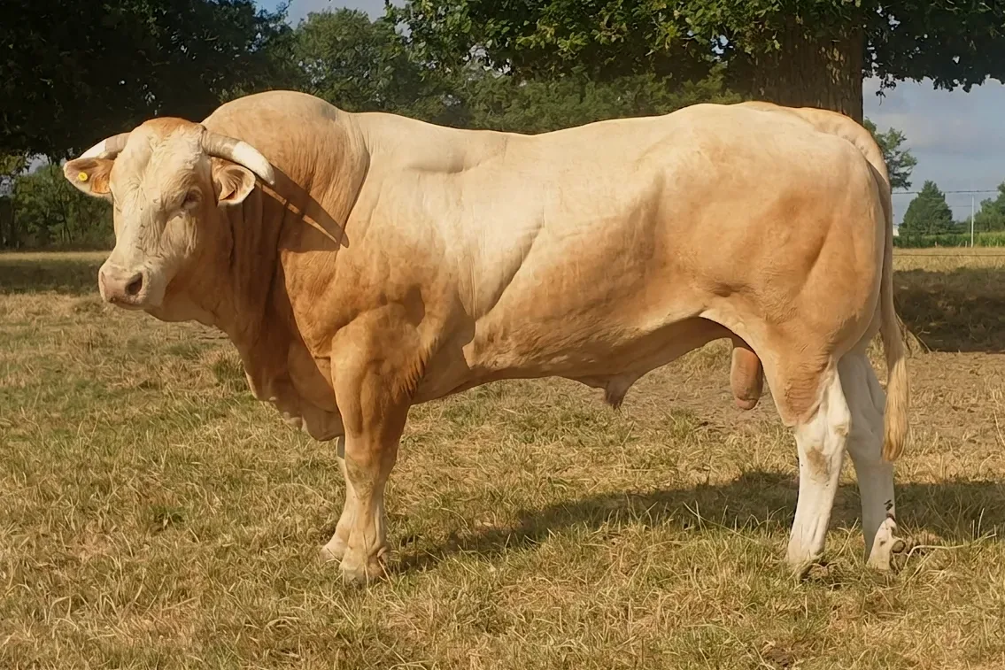 Blonde d'Aquitaine